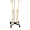 Supertek Life Size Human Skeleton Model with Key, Rod Mount B12407-S3 - alternate 3